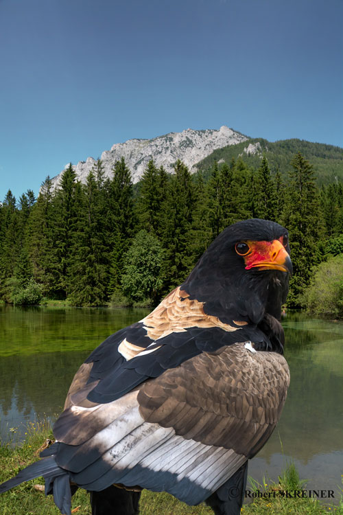 Bataleur - Gr�ner See