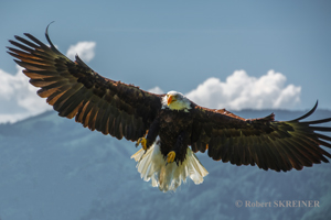Weisskopfseeadler - Bald Eagle