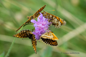 Wachtelweizen Scheckenfalter / Heath Fritillary