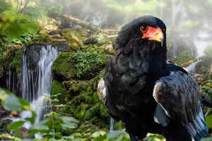 B�rensch�tzklamm