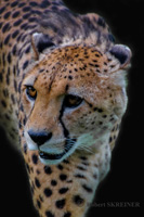 Gepard