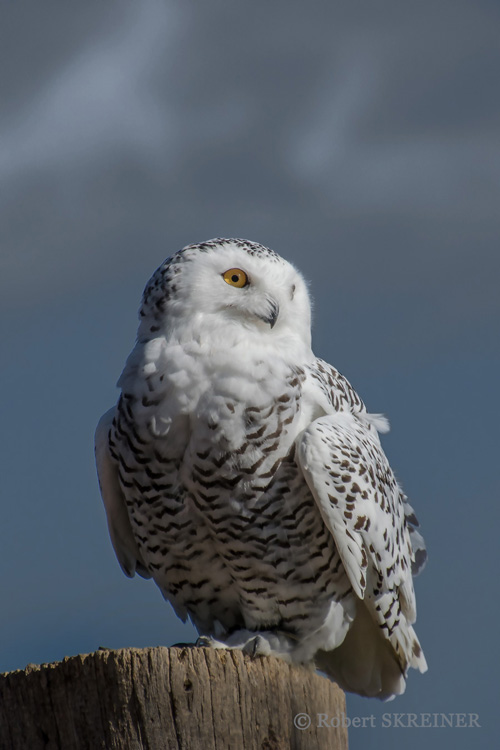 Schnee Eule - Snowy Owl